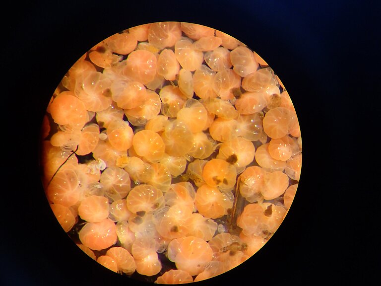 Foraminiferes through the microscope.