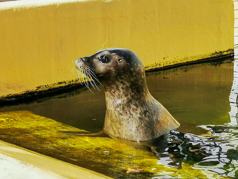 Ein Seehund in einem Becken