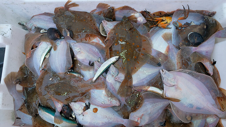  Flatfish lie on top of each other in a white box