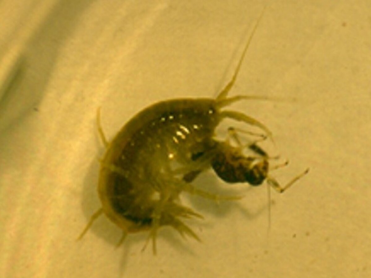 Invasion Ecology - PD Dr. Elizabeta Briski