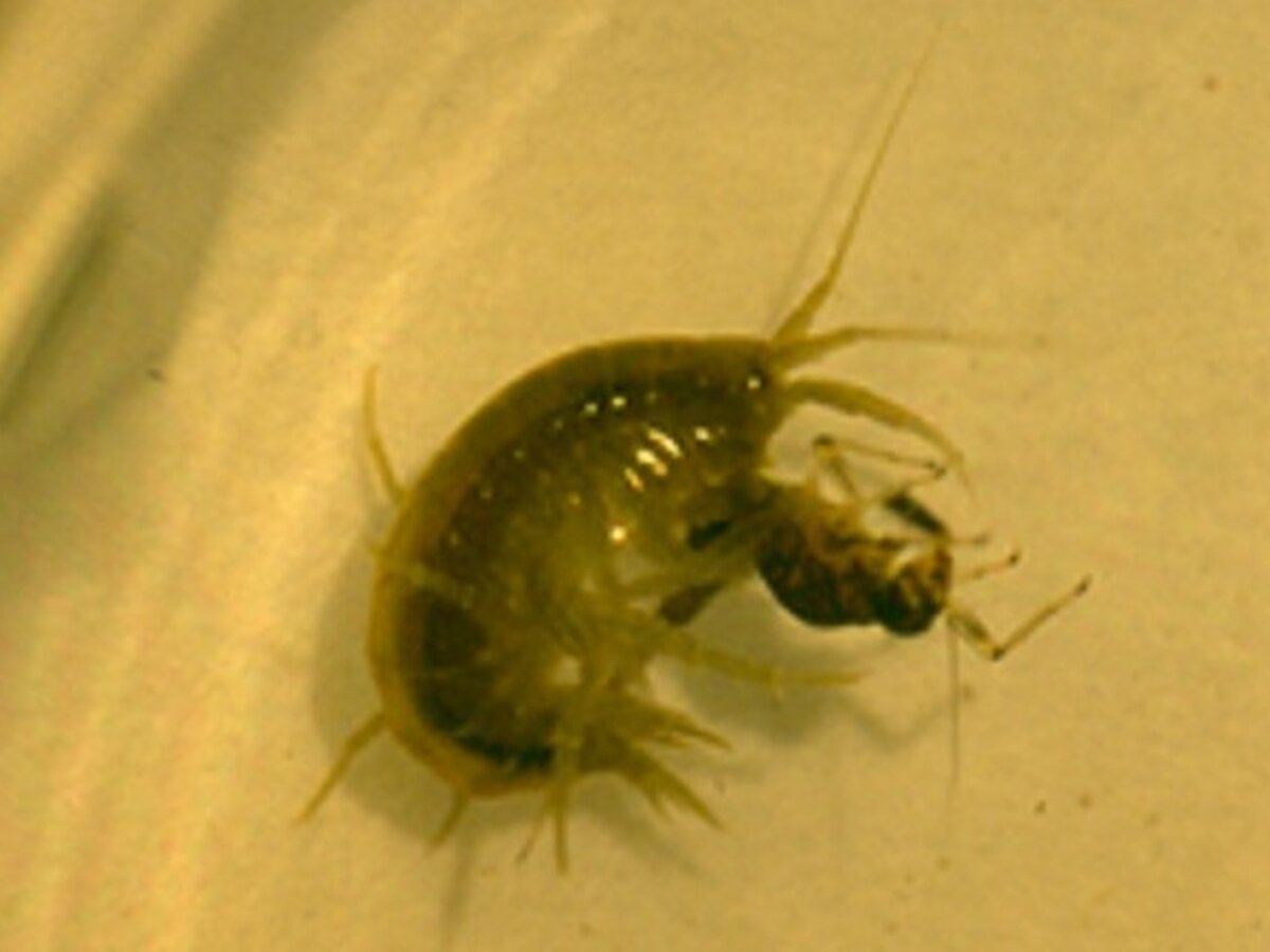 Invasion Ecology - PD Dr. Elizabeta Briski