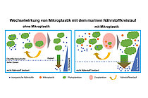Die Aufnahme von Mikroplastik durch das Zooplankton verringert den Fraßdruck und ermöglicht mehr Algenwachstum. Mehr Algenwachstum führt dazu, dass mehr organische Partikel aus dem Oberflächenozean absinken. Wenn diese zusätzlichen Partikel absinken, werden sie von Bakterien verzehrt, was zu einem zusätzlichen Verlust von Sauerstoff in der Wassersäule führt. Grafik nach Kvale et al. 2021.