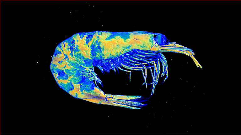 A bluish, greenish and yellowish glowing animal that looks like a shrimp against a black background