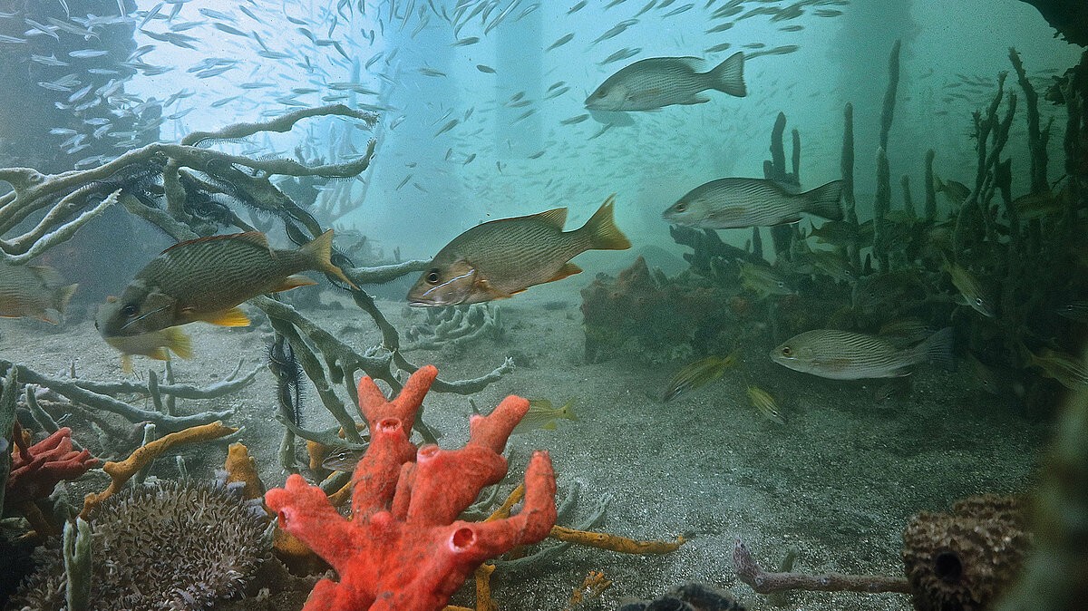 Teaser Leben im Meer