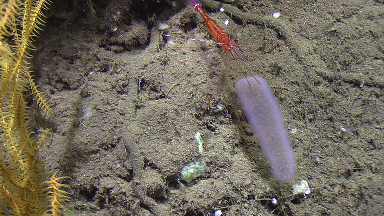 Deep-sea shrimp with a pyrosome on the sea floor. Photo: JAGO Team, GEOMAR.