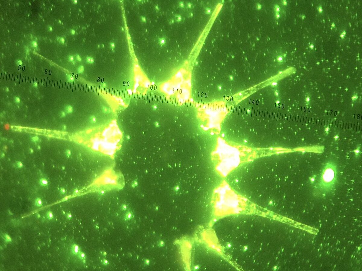 Marine Microbial Ecology -  Prof. Dr.  David Needham