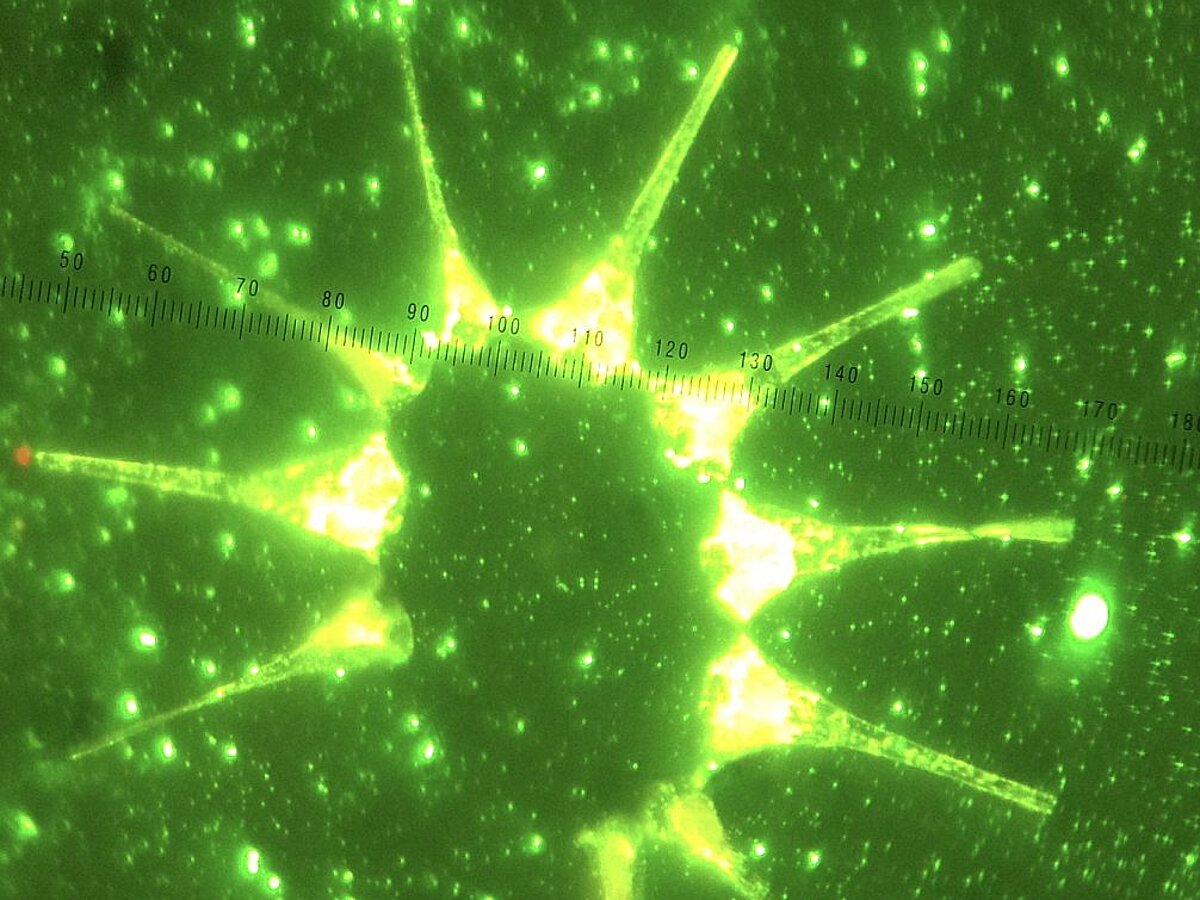 Marine Microbial Ecology - Prof. David Needham