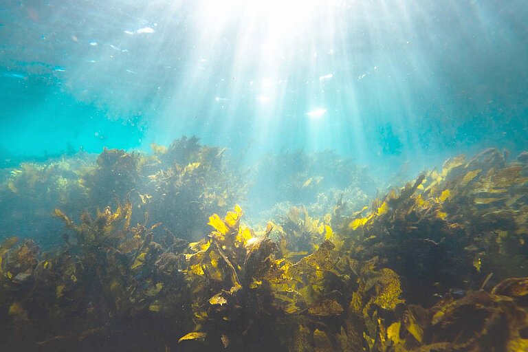 Sonnenlicht fällt durchs Wasser auf Braunalgen