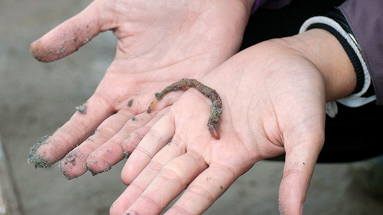 Ein Sedimentfresser: Der Wattwurm