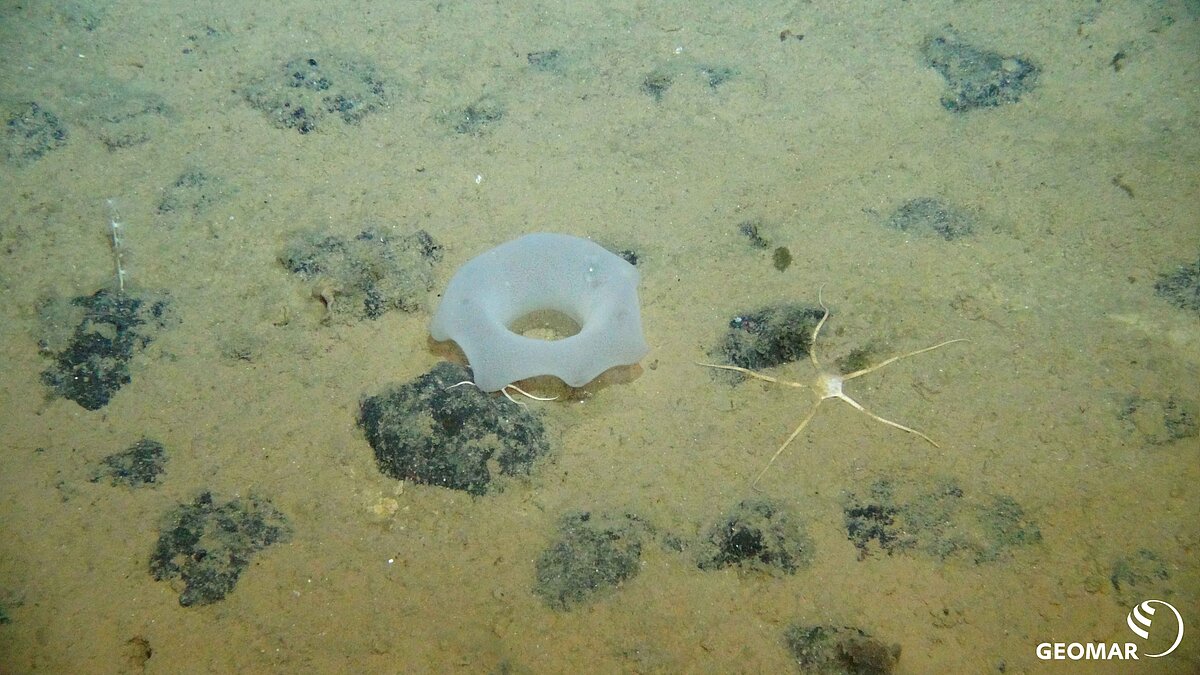 Schwamm und Ophiuroid