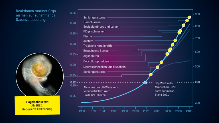 Reaktionen mariner Orga­nismen auf zunehmende Ozeanversauerung