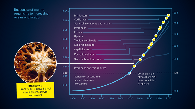 Responses of marine organisms to increasing ocean acidification