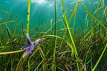 Seestern im Seegras der Ostsee