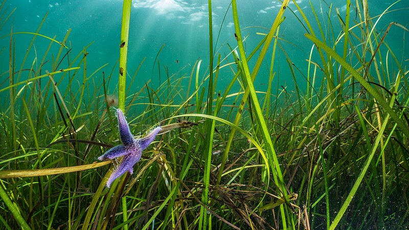 Seestern im Seegras der Ostsee