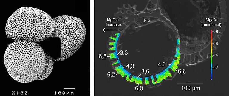 Planktisch lebende einzellige Mikrofossilien liefern mit ihrer geochemischen Information qualitative Kennwerte vergangener Ozeane. Links: Die Foraminiferenart Trilobatus sacculifer. Rechts: Gehäuseinterne Verteilung von Mg/Ca, ein wichtiger Proxyparameter zur Bestimmung von Paläo-Ozeantemperaturen. Foto: Jacqueline Bertlich/GEOMAR