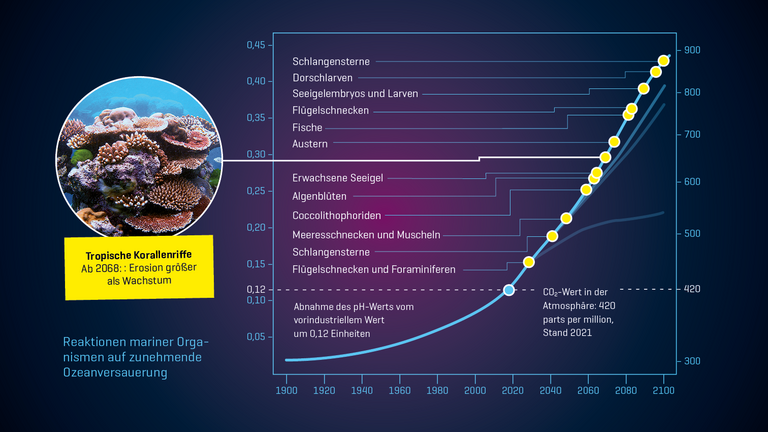 Reaktionen mariner Orga­nismen auf zunehmende Ozeanversauerung