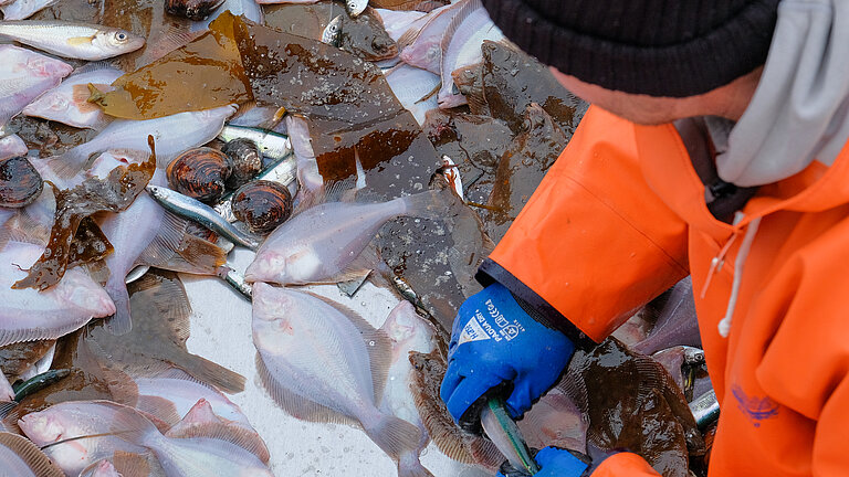 Eine Person mit dunkelblauer Strickmütze, orangenem Ölzeug und hellblauen Gummihandschuhen sortiert an einem Metalltisch Fische