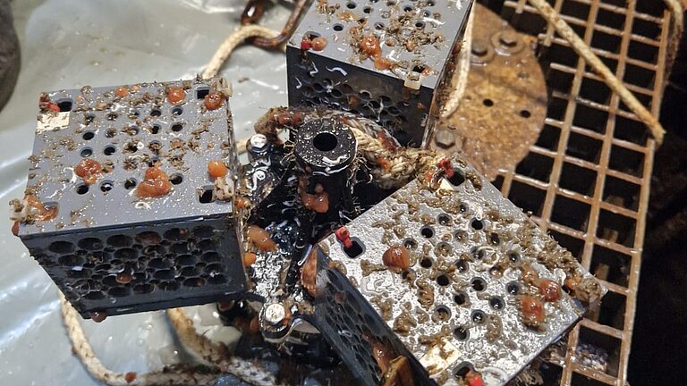 Langzeitversuche Baustahl-Proben