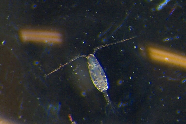 Copepod