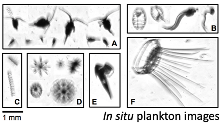 Screenshot mit Beispielbildern von Plankton: Copepoden (a), sowie Tunicaten (b) oder auch eine Qualle (f). Foto: J. Taucher, GEOMAR.
