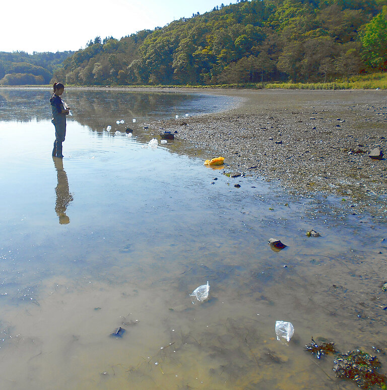 Ein Mitglied der Projektgruppe sammelt Agarophyton vermiculophyllum in Hokkaido/Japan. Foto: F. Weinberger, GEOMAR.