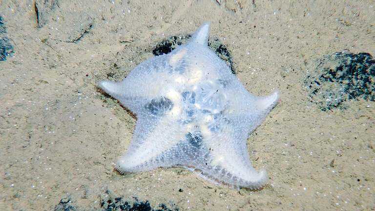 Life at manganese nodule habitats: starfish