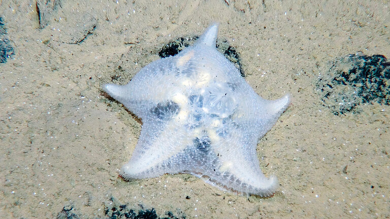 Ökosystem Manganknollenfeld: Seestern