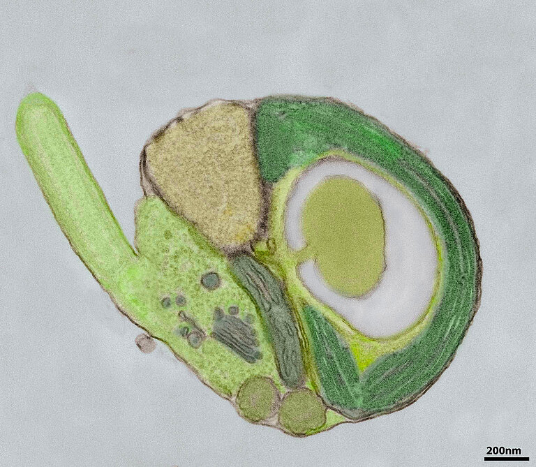 Eine Alge der Gattung Micromonas, für die erstmals Transformations-Protokolle vorgestellt werden. Da Micromonas mit dem Chloroplast (hier in Grün) Photosynthese betreibt und sehr häufig im Ozean vorkommt, spielt sie auch eine Rolle im globalen Kohlenstoffkreislauf. Foto: Tom Deerinck, Mark Ellisman, Alexandra Worden