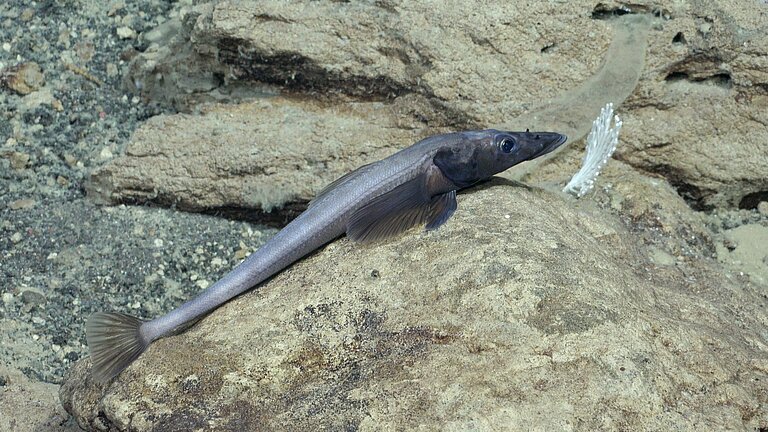 Drachenfisch Akarotaxis aff. gouldae